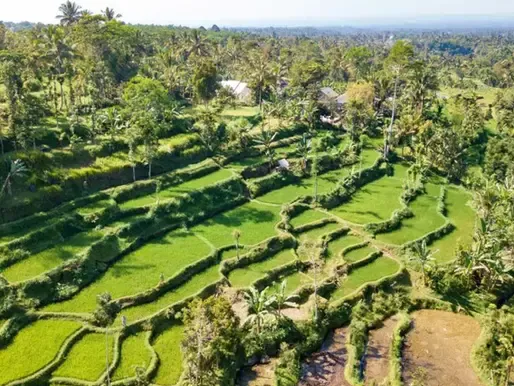 Tetebatu Village Tour: Rice Terraces, Monkeys & Cultural Weaving