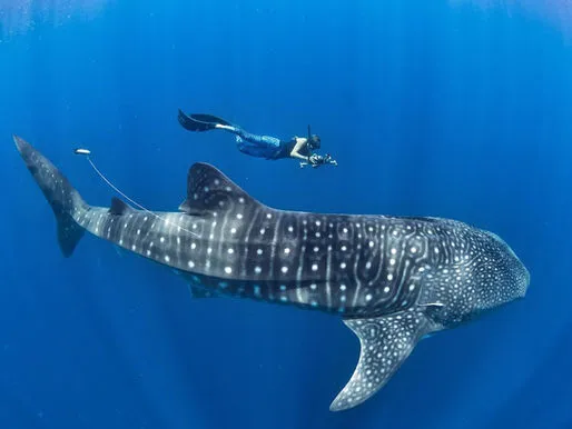 Whale Shark Tour from Lombok: 2-Day Open Ocean Adventure in Sumbawa