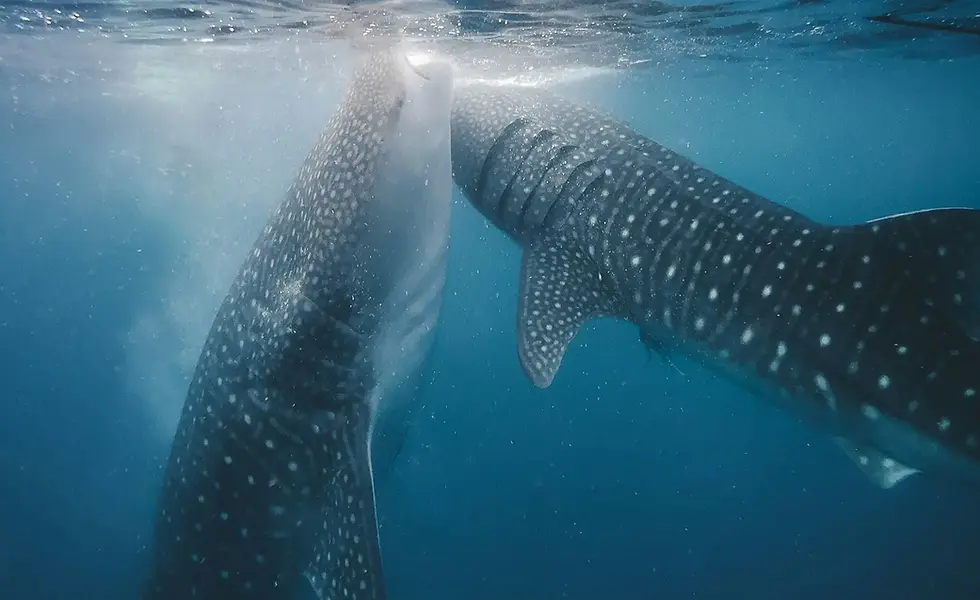 Whale Shark Tour